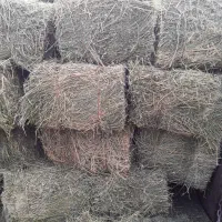 یونجه|حیوانات مزرعه|ملایر, |دیوار