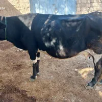 ماشین|حیوانات مزرعه|طرهان, |دیوار