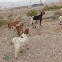 بز مری 3تای