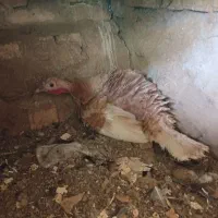 بوقلمون کرچ