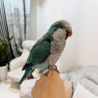 طوطی راهب|پرنده|فردیس, نسترن شرقی|دیوار