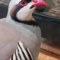 بره