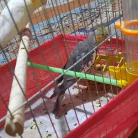 عروس هلندی جوجه رام و دستی سن دو ماهه|پرنده|ری, دولتآباد|دیوار