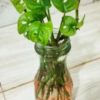 گل و‌گیاه|گل و گیاه طبیعی|نیشابور, مازول|دیوار