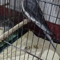 ۳عدد عروس سالم جوان