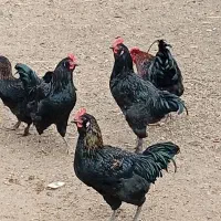 خروس مرندی سیاه