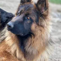 سگ گمشده ژرمن|حیوانات|سنندج, |دیوار