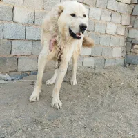 سگ قدرجونی|سگ|داران, |دیوار