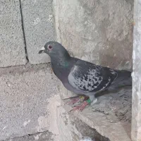 کبوتر پلاکی گم شوده