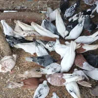 کبوترپرشی تهران وکاشان|پرنده|پرهسر, |دیوار