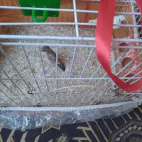 فنچ ماده