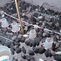 گوشت گرم بلدرچین