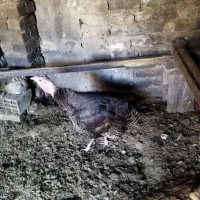 بوقلمون سرحال