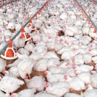 استخدام کارگر مرغداری گوشتی (دائمی - با خانواده)