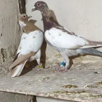 کفتر کارل میولمنز