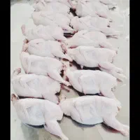 بلدرچین ارگانیک|عمده‌فروشی|بابل, |دیوار