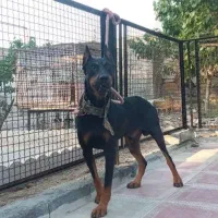 روت وایلر و دوبرمن چند قلاده توله دوماهه|سگ|فردیس, شهرک سپاه|دیوار