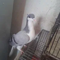 بدرنگ کبود موقلف|پرنده|اقبالیه, |دیوار