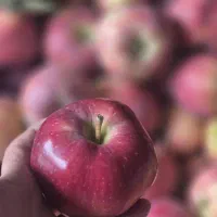 سیب سرخ و استخوانی خش طعم زنجان