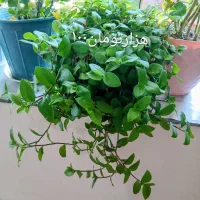 گلطبیعی|گل و گیاه طبیعی|اهر, |دیوار