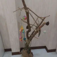 لوازم پرندگان