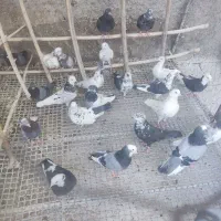 کفتر تیرماهی تهرانی و کاشانی