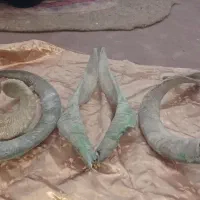 شاخ بُز|کلکسیون اشیاء عتیقه|خمینی‌شهر, |دیوار