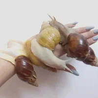 حلزون achatina