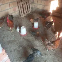 مرغ محلی|حیوانات مزرعه|آزادشهر, |دیوار