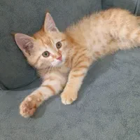 گربه عادتی خونگی