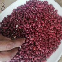 لوبیا چیتی و قرمز|خوردنی و آشامیدنی|تهران, قصر فیروزه ۱|دیوار