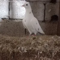 کبوتر پرشی|پرنده|املش, |دیوار