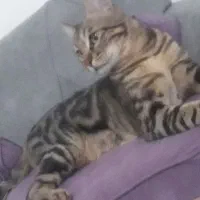 گربه گمشده|حیوانات|ملارد, |دیوار