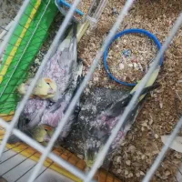 فروش جوجه عروس هلندی 1ماهه کاملا تربیت شده