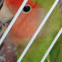 طوطی برزیلی  نر و ماده    پیروزی  بلوار ابوذر