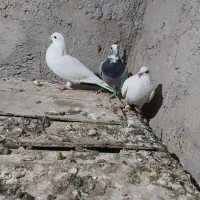 کبوتر|پرنده|سمیرم, |دیوار