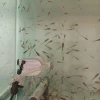 ماهی کوپی میکس