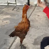 مرغ و خروس لاری