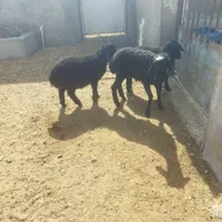 سه راس بره ریز قلم