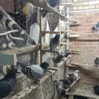 تیدی کله آبادانی مسافتی بشرط|پرنده|شیراز, درکی|دیوار
