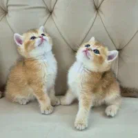 بریتیش گلد ny11