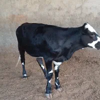 فروش دام زنده