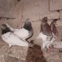 تعداد ۳۰ عدد کبوتر کله ای|پرنده|لیلان, |دیوار