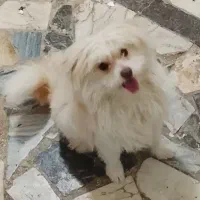 سگ شیتزو خانگی گوگولی