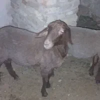 فوق العاده خوب