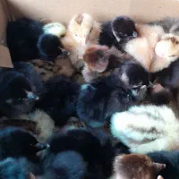 جوجه دوروزه گردن لخت وساده|حیوانات مزرعه|دهدشت, |دیوار