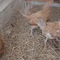 مرغ مینیاتوری ریز جثه ۴عدد|حیوانات مزرعه|ورامین, شهرک مدرس|دیوار