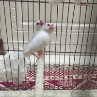 پرنده زینتی