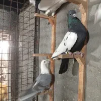 کلاغ سبز ترکه سرخ وچند تا رنگه خوشگل شهرستانی|پرنده|مشهد, قائم|دیوار