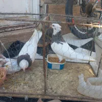 طوقی هفت رنگ|پرنده|مشهد, هنرستان|دیوار